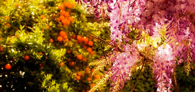 Europa (INVIGORATING AND ENERGIZING)