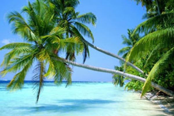 Caribe (Vitalizante y Reconstituyente)