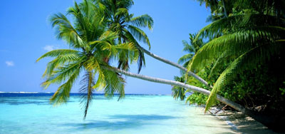 Caribe (Vitalizante y Reconstituyente)
